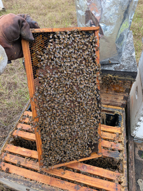 2026 March Starter Nucs 5 Frame ($25 Deposit)