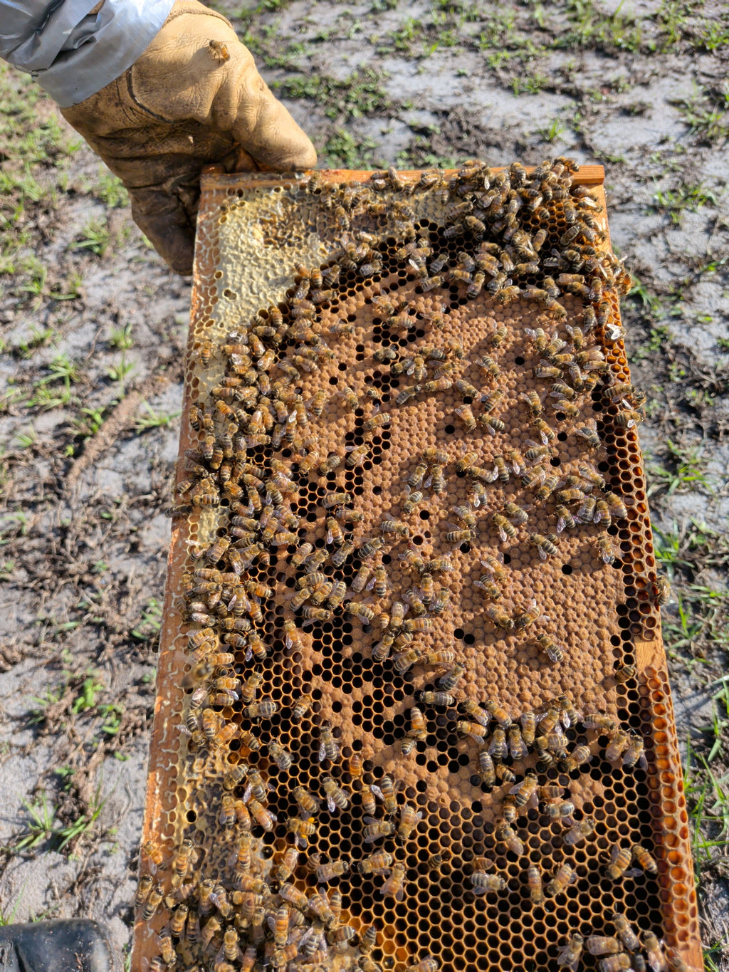 2026 March Starter Nucs 5 Frame ($25 Deposit)